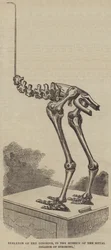 Skelet van de Dinornis, in het Museum van het Royal College of Surgeons (gravure)