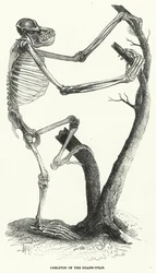 Skelet van de Orang-Oetan (gravure)