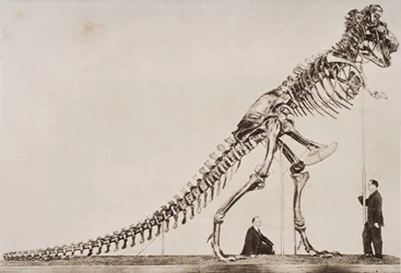 Skelet van de Tyrannosaurus Rex, in het American Museum of Natural History, uit 