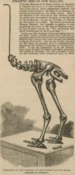 Skelet van de dinornis, een gigantische vogel uit Nieuw-Zeeland