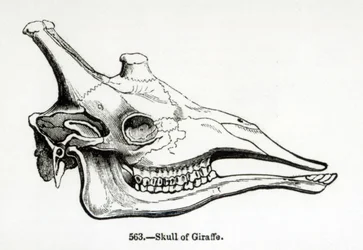 Schedel van een giraffe