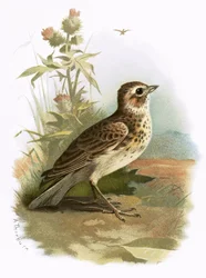 Veldleeuwerik