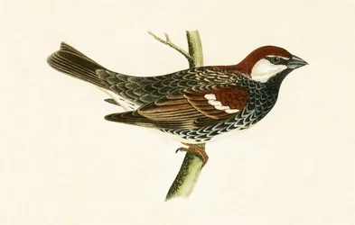 Spaanse mus, illustratie uit 