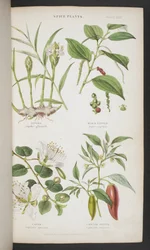 Specerijplanten, uit 
