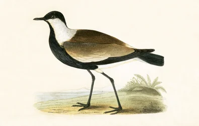 Spurvleugelpiviere, illustratie uit 