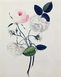 Studie van Witte en Roze Rozen, c.1820