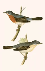 Sub Alpine Warbler, illustratie uit 