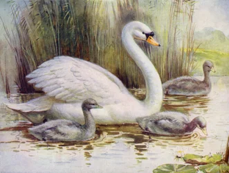 Zwaan en zwanenkuikens