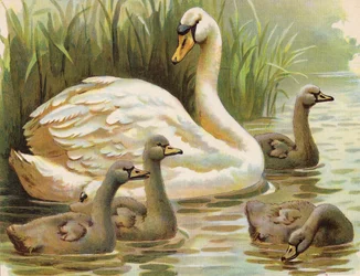 Zwaan en jongen