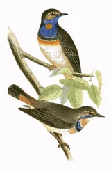 Zweedse blauwkeel, illustratie uit 