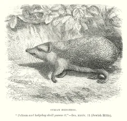 Syrische egel (gravure)
