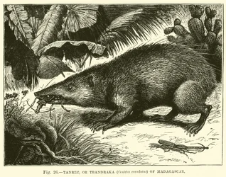 Tanrec, of Trandraka (Centetes ecaudatus) van Madagaskar