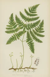 Tedere Drievertakte Polypody