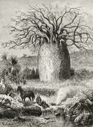 De Flesboom, uit 