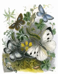 Het Vlinder Vivarium