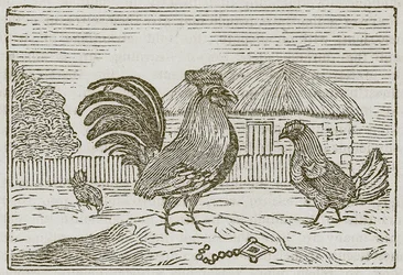 De haan en het juweel (gravure)