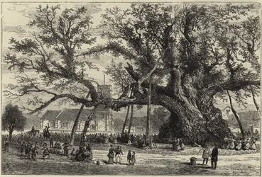 De Cowthorpe Eik