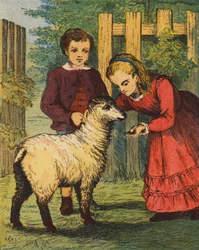 Het "Koekoek" lam