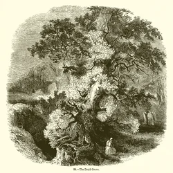 Het druïdenbos