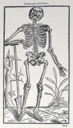De voorzijde van de botten, plaat uit The Historie of Man gepubliceerd door John Banister