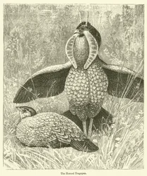 De gehoornde Tragopan (gravure)