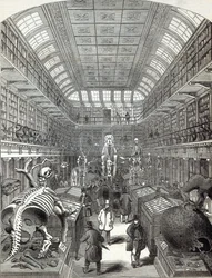 Het Hunterian Museum, bij het Royal College of Surgeons, uit 