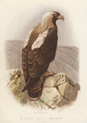 De keizerlijke adelaar, Aquila Imperialis (kleur litho)