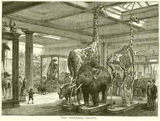 De Zoogdierenzaal