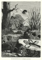 De metamorfoses van Anthophora personata