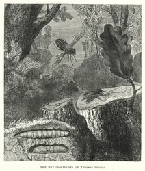 De metamorfoses van Tabanus bovinus (gravure)