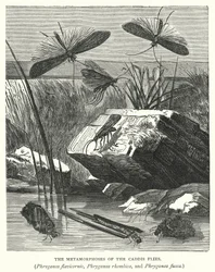 De metamorfoses van de kokerjuffers, Phryganea flavicornis, Phryganea rhombica en Phryganea fusca (gravure)