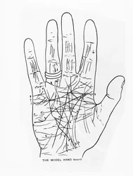 Het Model Hand (Rechts)