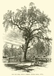 De Oude Iep, Boston Common, omgewaaid, 1876