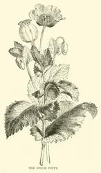 De Opium Papaver