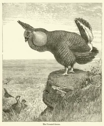 De Pinnated Grouse