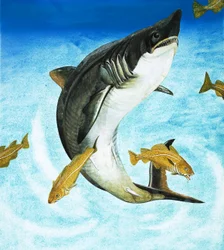 De Porbeagle, een soort haai