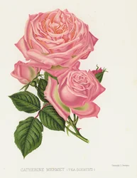 De Rozentuin: Catherine Mermet, Thee Geurend