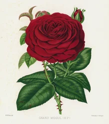 De Rozen Tuin: Grote Mogol