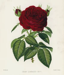 De Rozentuin: Jean Liabaud, HP