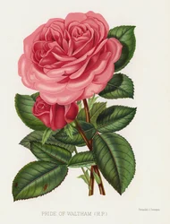 De Rozen Tuin: Trots van Waltham