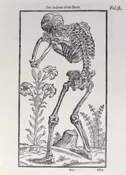 Het skelet van de rug, plaat uit The Historie of Man gepubliceerd door John Banister