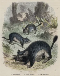 De Vischaca, Jonge Vischaca, De Chinchilla