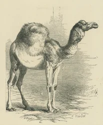 De dromedaris (gravure)