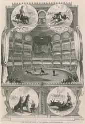 De opgeleide muilezels in het Alhambra Palace, Londen