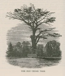 De oude cederboom, Holland House