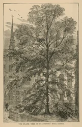 De plataan in Stationers Hall Court