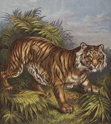 Tijger