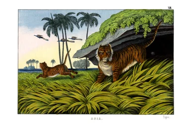 Tijger