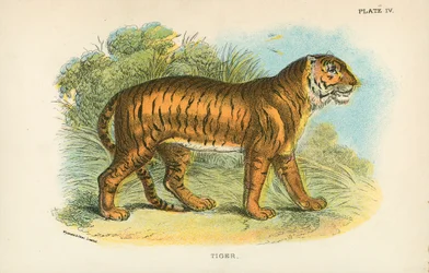 Tijger