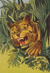Tijger, India (kleurenlitho)